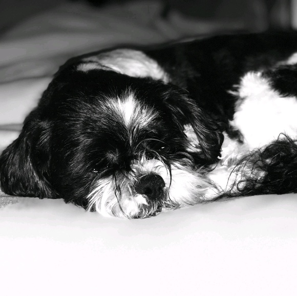 Meet your Posher, Haley - Picture 1 of 1